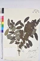 裡白饅頭果藏品圖，第1張