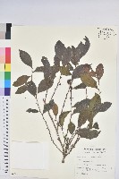 細葉饅頭果藏品圖，第1張