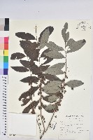 裡白饅頭果藏品圖，第1張