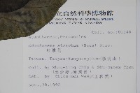 紅樓花藏品圖，第2張