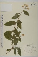 大頭艾納香藏品圖，第1張