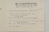 大頭艾納香藏品圖，第2張