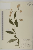 大頭艾納香藏品圖，第1張