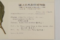 大頭艾納香藏品圖，第2張