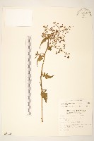 裂葉蔓黃菀藏品圖，第1張