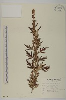 登錄號:S009114藏品圖，第1張