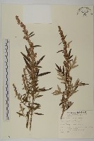 南艾蒿藏品圖，第1張