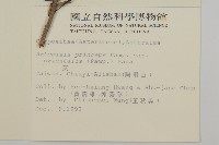 南艾蒿藏品圖，第2張