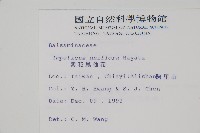 紫花鳳仙花藏品圖，第2張