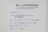 紫花鳳仙花藏品圖，第2張