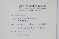 紫花鳳仙花藏品圖，第2張