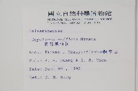 紫花鳳仙花藏品圖，第2張