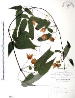 森氏鐵線蓮藏品圖，第1張