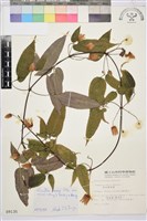 森氏鐵線蓮藏品圖，第2張