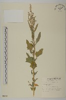 珠砂根藏品圖，第1張