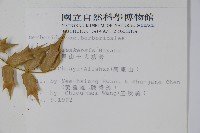 阿里山十大功勞藏品圖，第2張