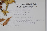 阿里山十大功勞藏品圖，第2張