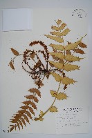 阿里山十大功勞藏品圖，第1張