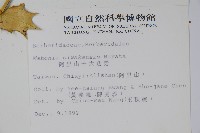 阿里山十大功勞藏品圖，第2張