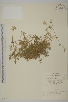 卷耳藏品圖，第1張