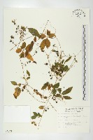 絞股藍藏品圖，第1張