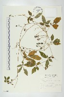 絞股藍藏品圖，第1張