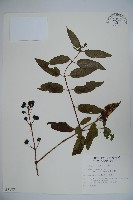 阿里山忍冬、漸尖葉忍冬藏品圖，第1張