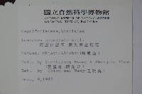 阿里山忍冬、漸尖葉忍冬藏品圖，第2張