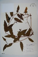 阿里山忍冬、漸尖葉忍冬藏品圖，第1張