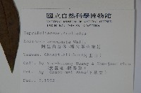 阿里山忍冬、漸尖葉忍冬藏品圖，第2張