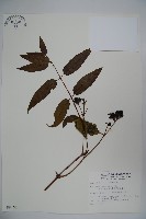 阿里山忍冬、漸尖葉忍冬藏品圖，第1張