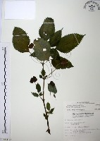 長梗盤花麻藏品圖，第1張