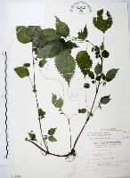 長梗盤花麻藏品圖，第1張
