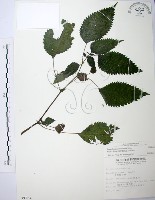 長梗盤花麻藏品圖，第1張