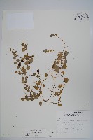 普刺特草藏品圖，第1張