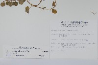 普刺特草藏品圖，第2張