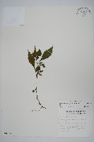 曲莖馬藍藏品圖，第1張