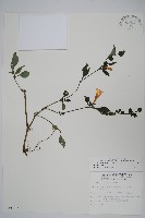 曲莖馬藍藏品圖，第1張