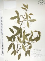 飛龍掌血藏品圖，第1張