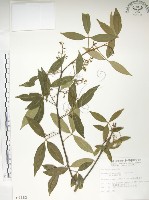 飛龍掌血藏品圖，第1張