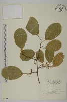 大葉南蛇藤藏品圖，第1張