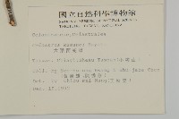 大葉南蛇藤藏品圖，第2張