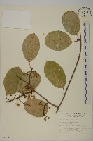 大葉南蛇藤藏品圖，第1張