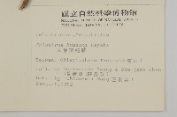 大葉南蛇藤藏品圖，第2張