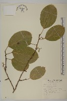 大葉南蛇藤藏品圖，第1張