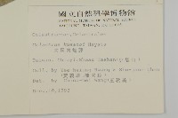 大葉南蛇藤藏品圖，第2張