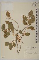 登錄號:S009192藏品圖，第1張