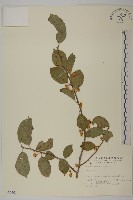 登錄號:S009193藏品圖，第1張