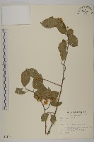 登錄號:S009195藏品圖，第1張