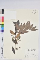 珍珠花、長尾葉越橘藏品圖，第1張